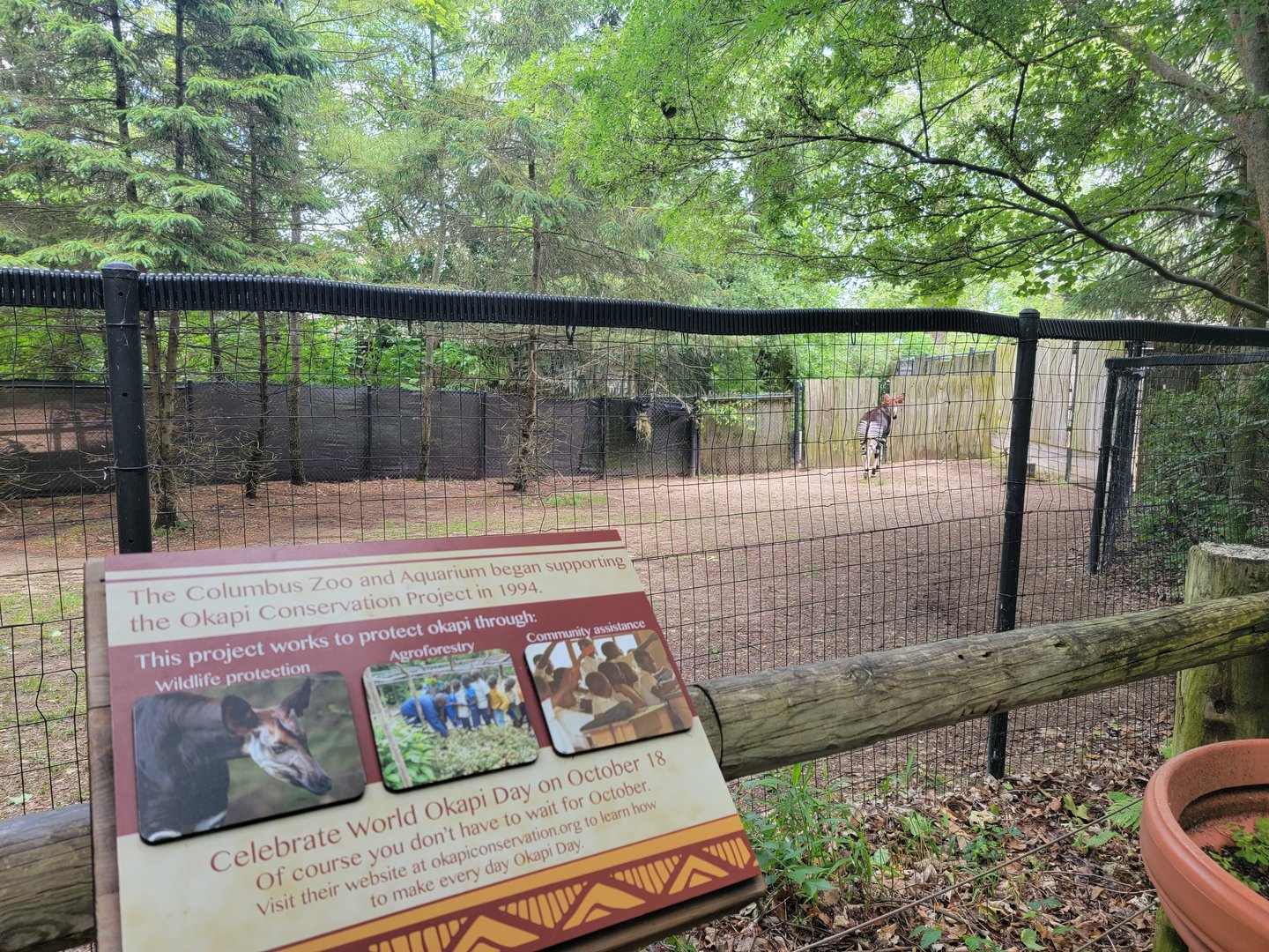 Columbus Zoo - Congo Expedition, Okapi