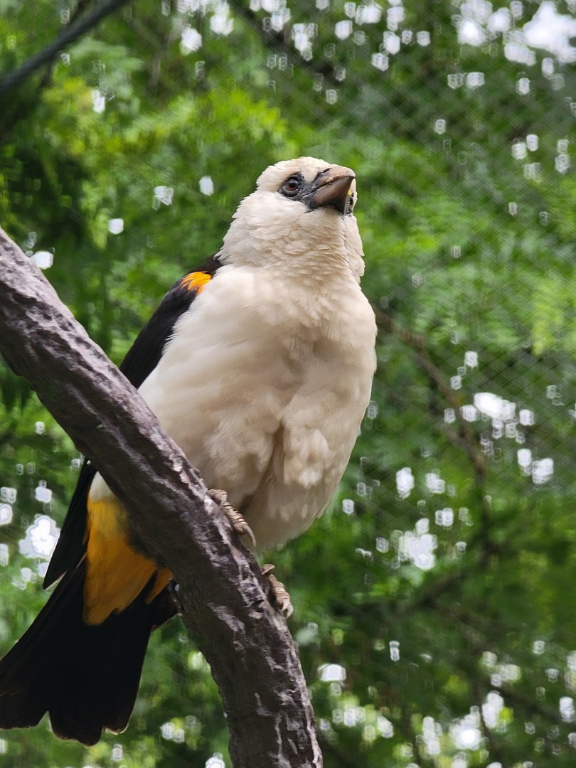 Columbus Zoo - Congo Expedition, White-headed buffalo weaver