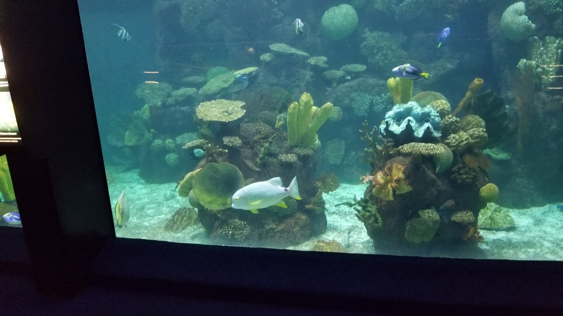 Columbus Zoo - Corner of large tank