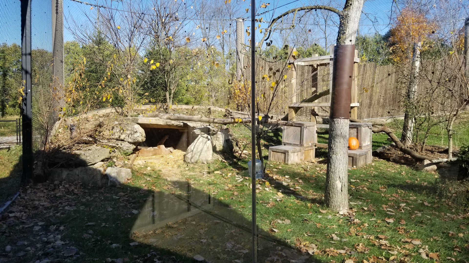 Columbus Zoo - Cougar