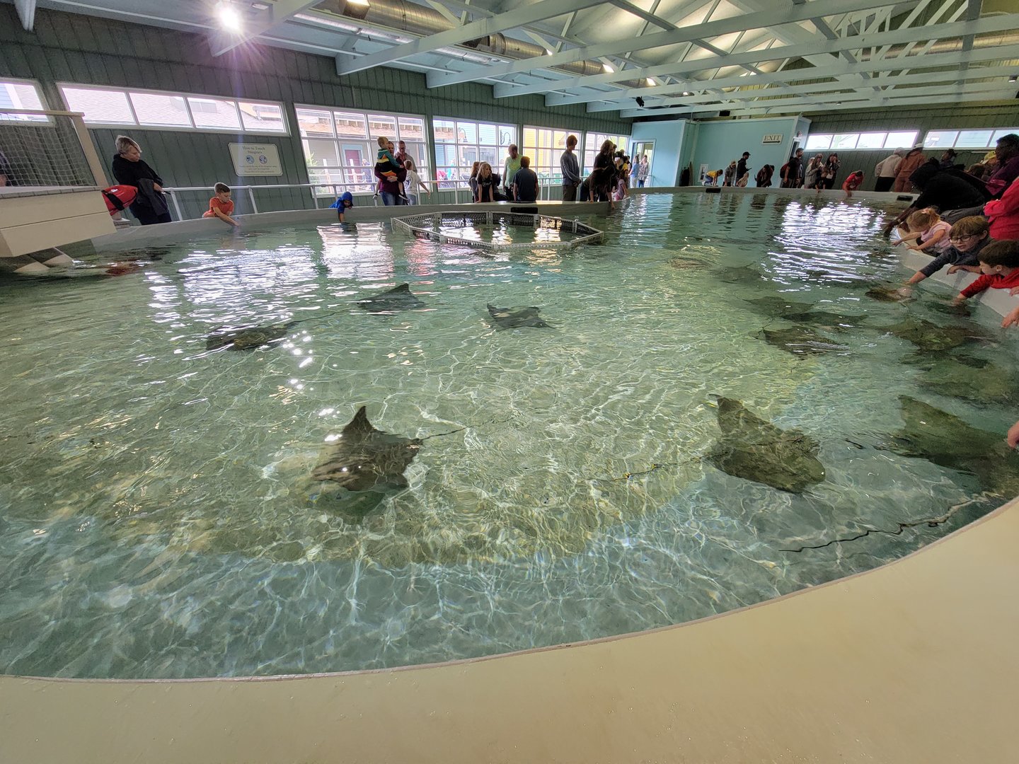 Columbus Zoo - Cownose rays and southern stingrays