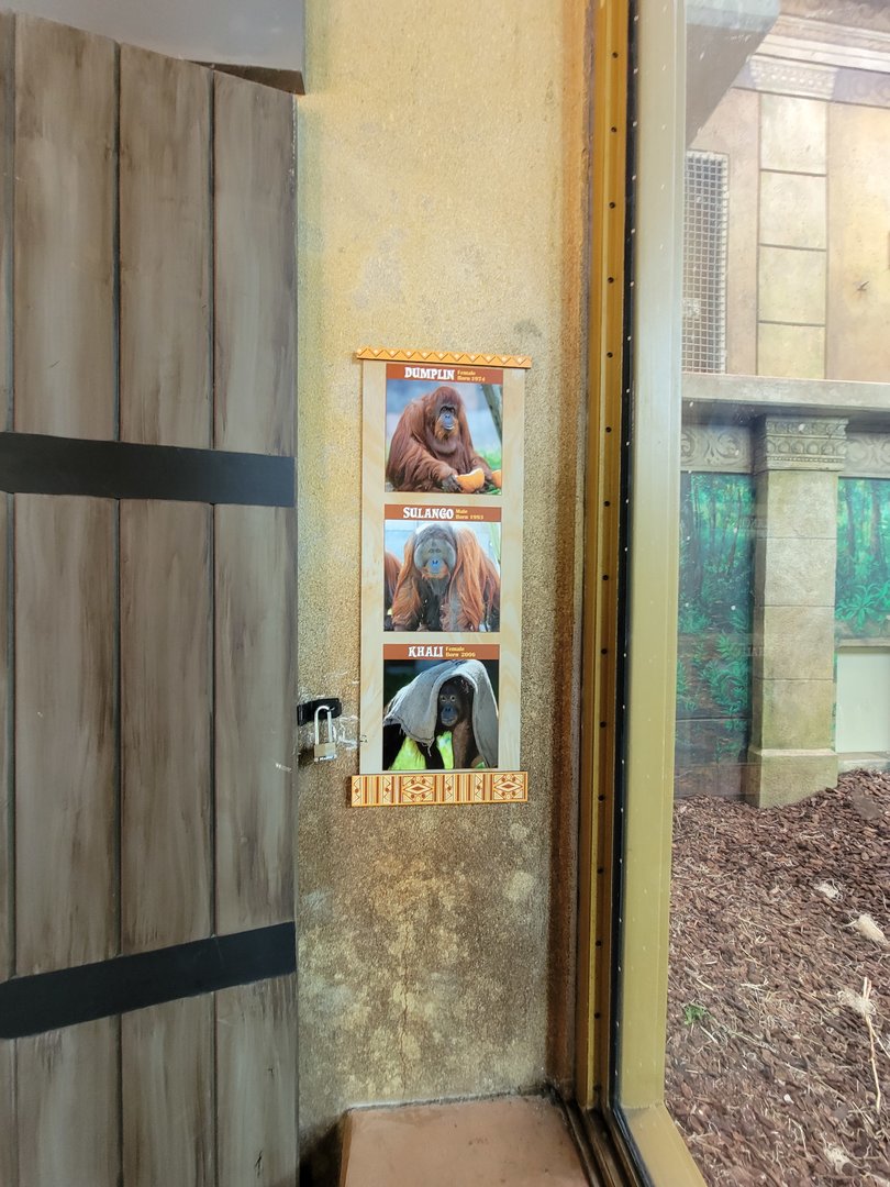 Columbus Zoo - Current orangutan family