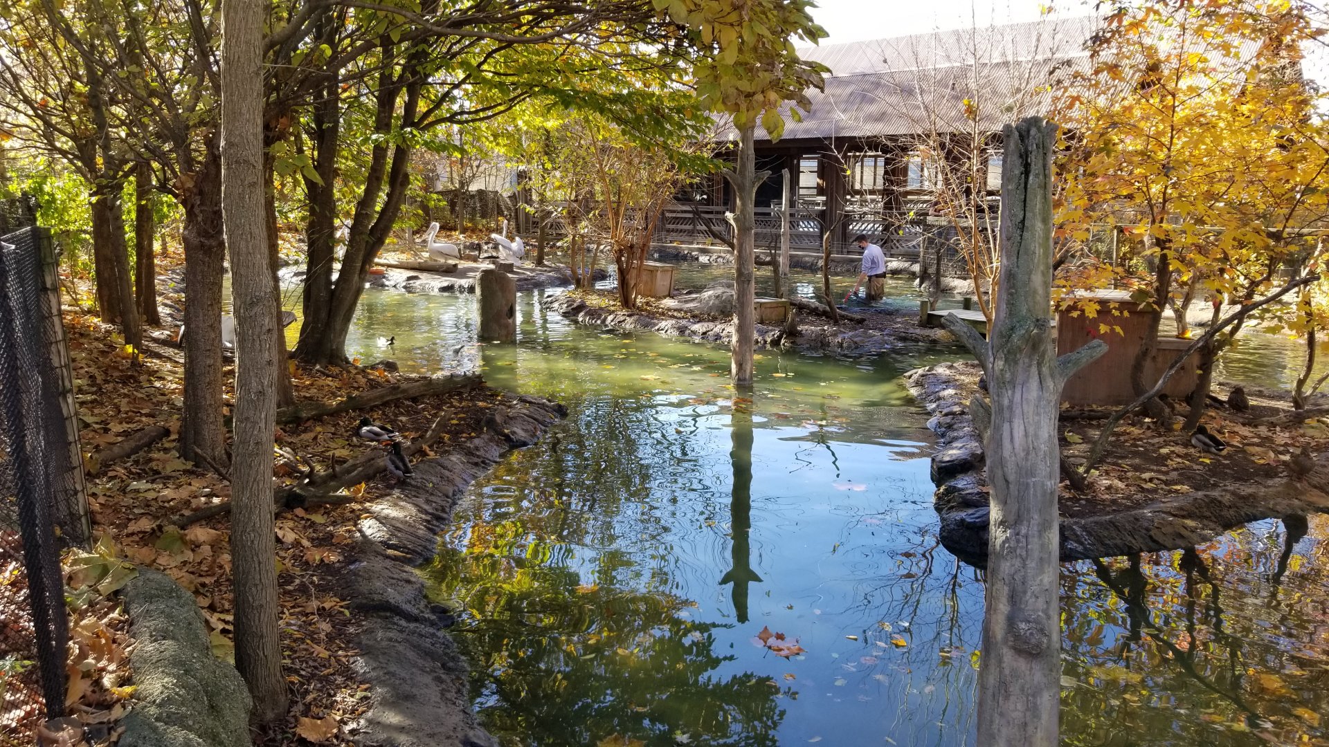 Columbus Zoo - Dalmatian exhibit, painted stork, black swan area