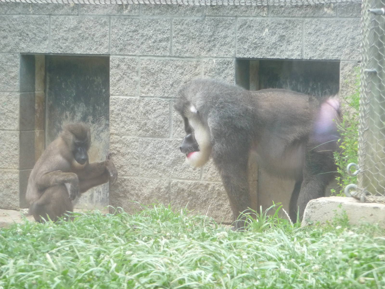 Columbus Zoo - Drills