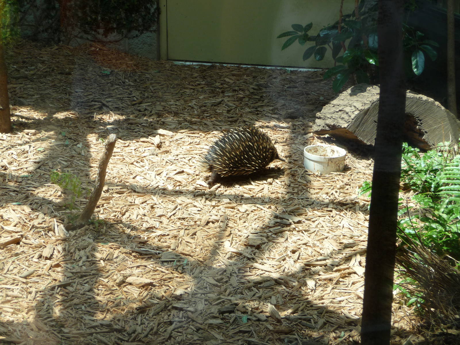 Columbus Zoo - Echidna