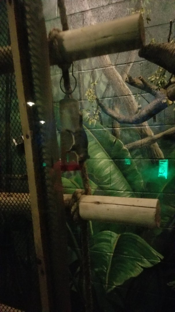 Columbus Zoo - Feathertail gliders