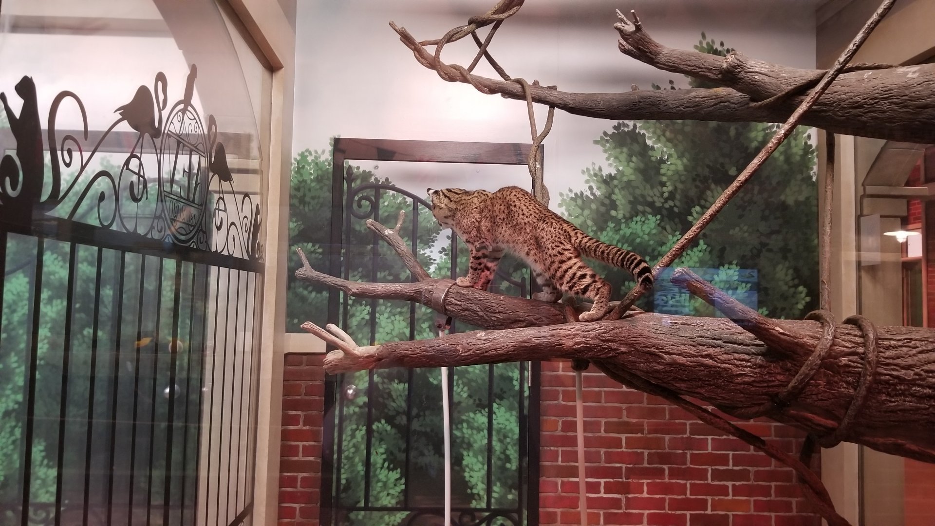 Columbus Zoo - Geoffroy's cat watching seriema