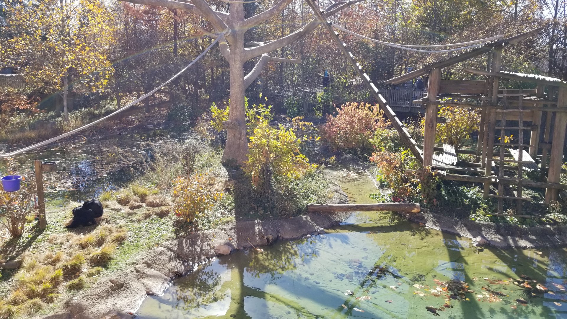 Columbus Zoo - Gibbon island, baby is behind post to the right of the purple bucket