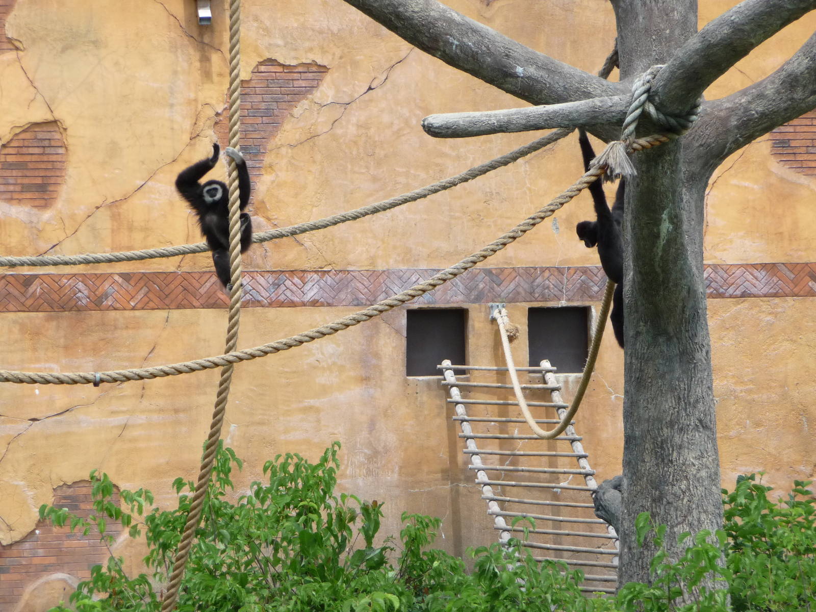 Columbus Zoo - Gibbon Island