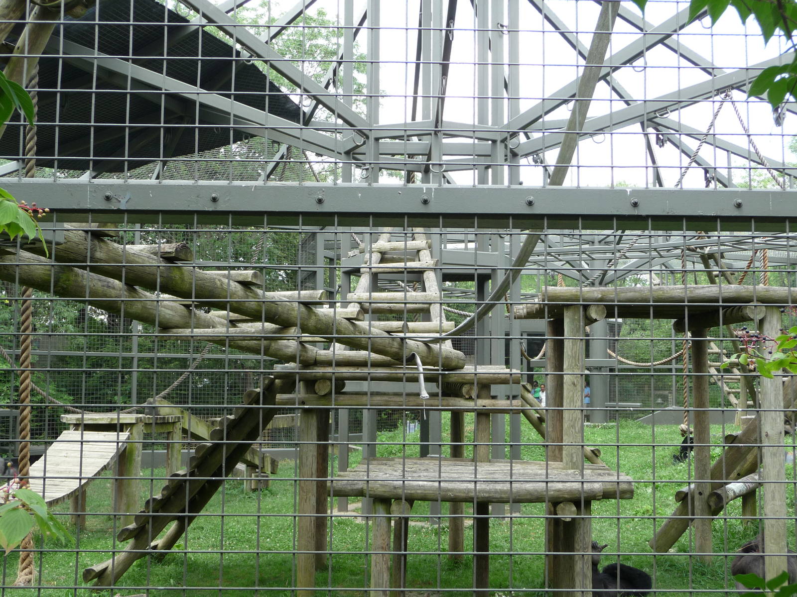 Columbus Zoo - Gorilla Exhibit