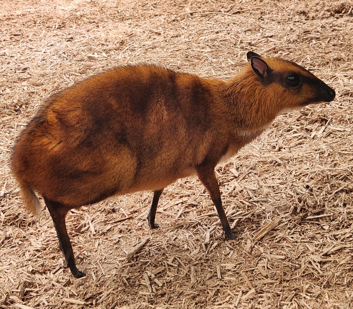 Columbus Zoo - Greater Chevrotain