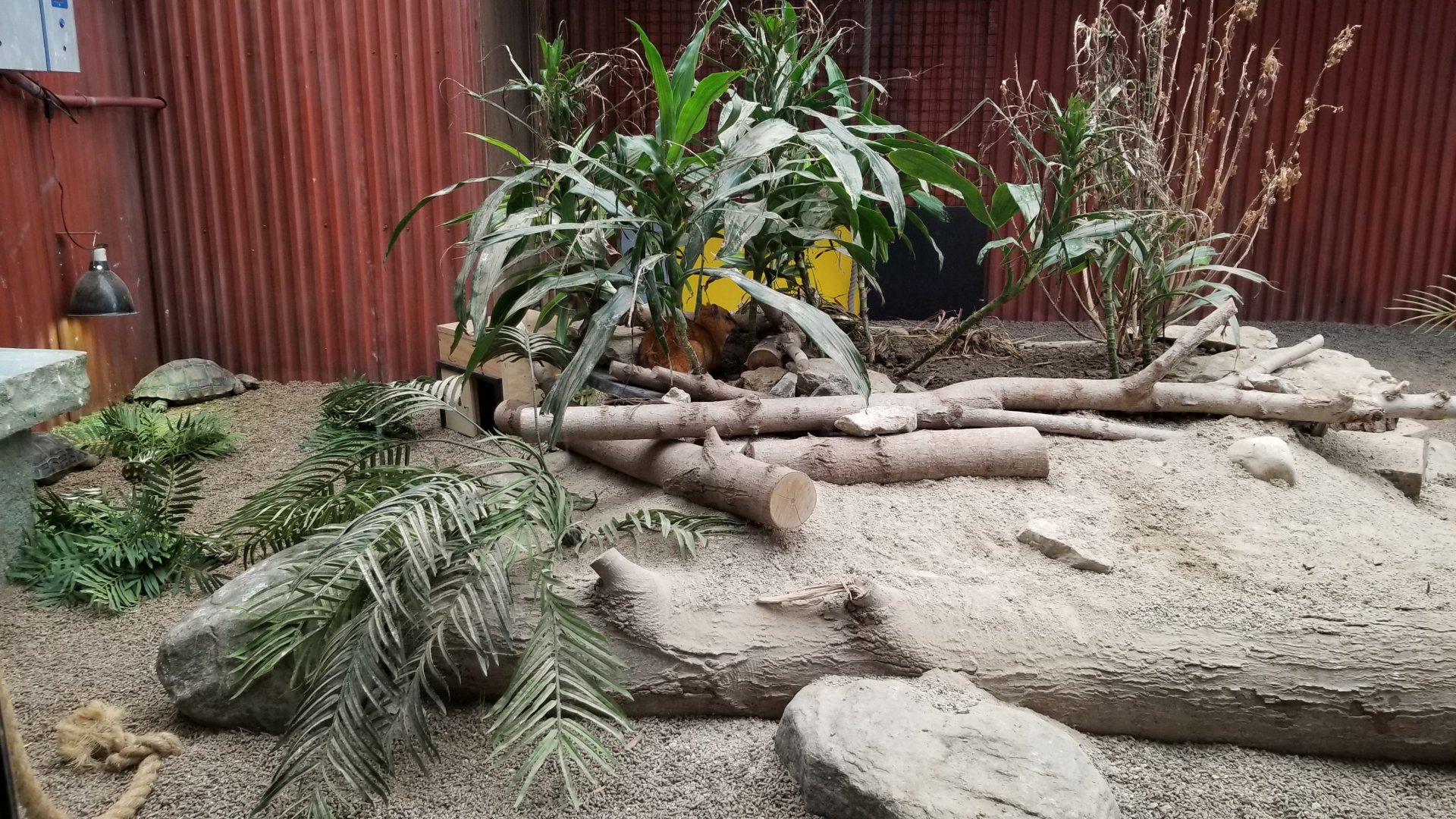 Columbus Zoo - Greater malayan chevrotain, Burmese mountain tortoise