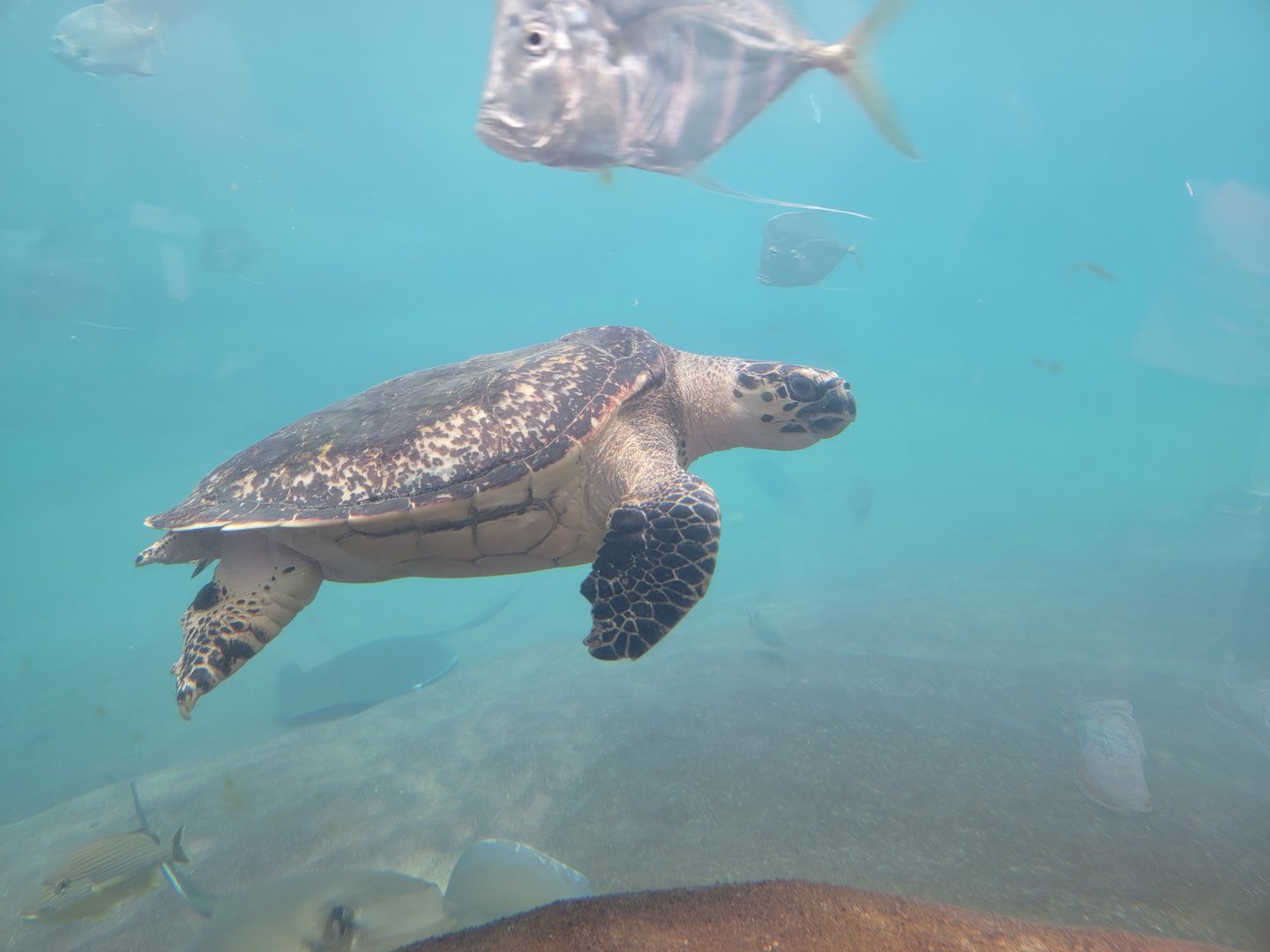 Columbus Zoo - Hawksbill sea turtle (and lookdown)