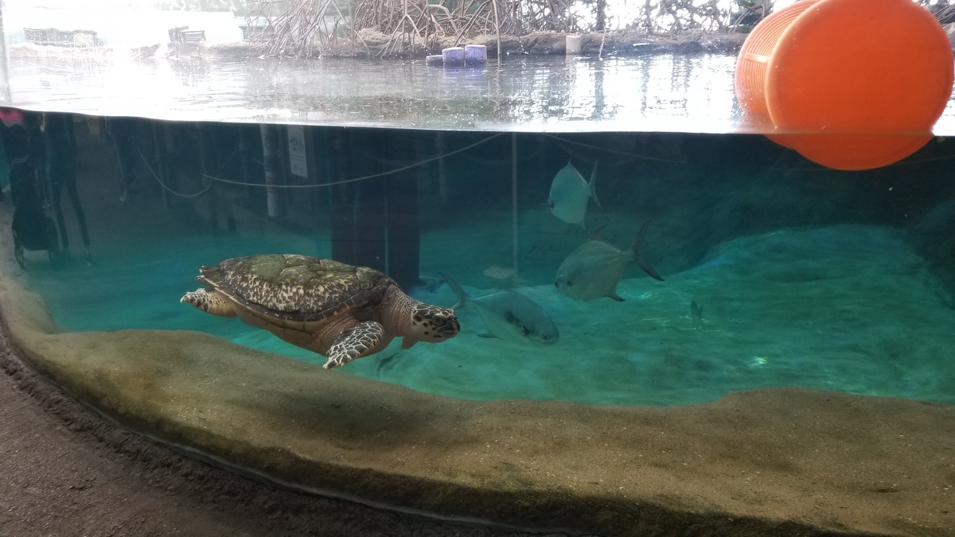Columbus Zoo - Hawksbill sea turtle