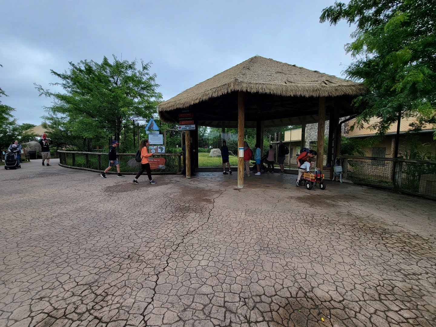 Columbus Zoo - Heart of Africa, Cheetahs