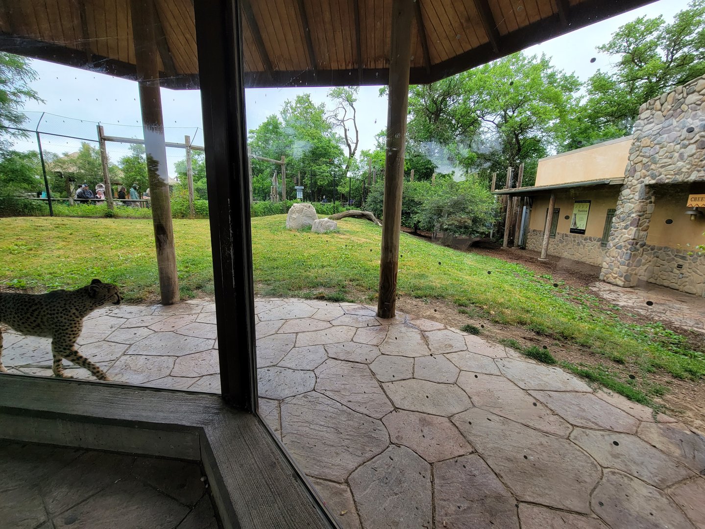 Columbus Zoo - Heart of Africa, Cheetahs