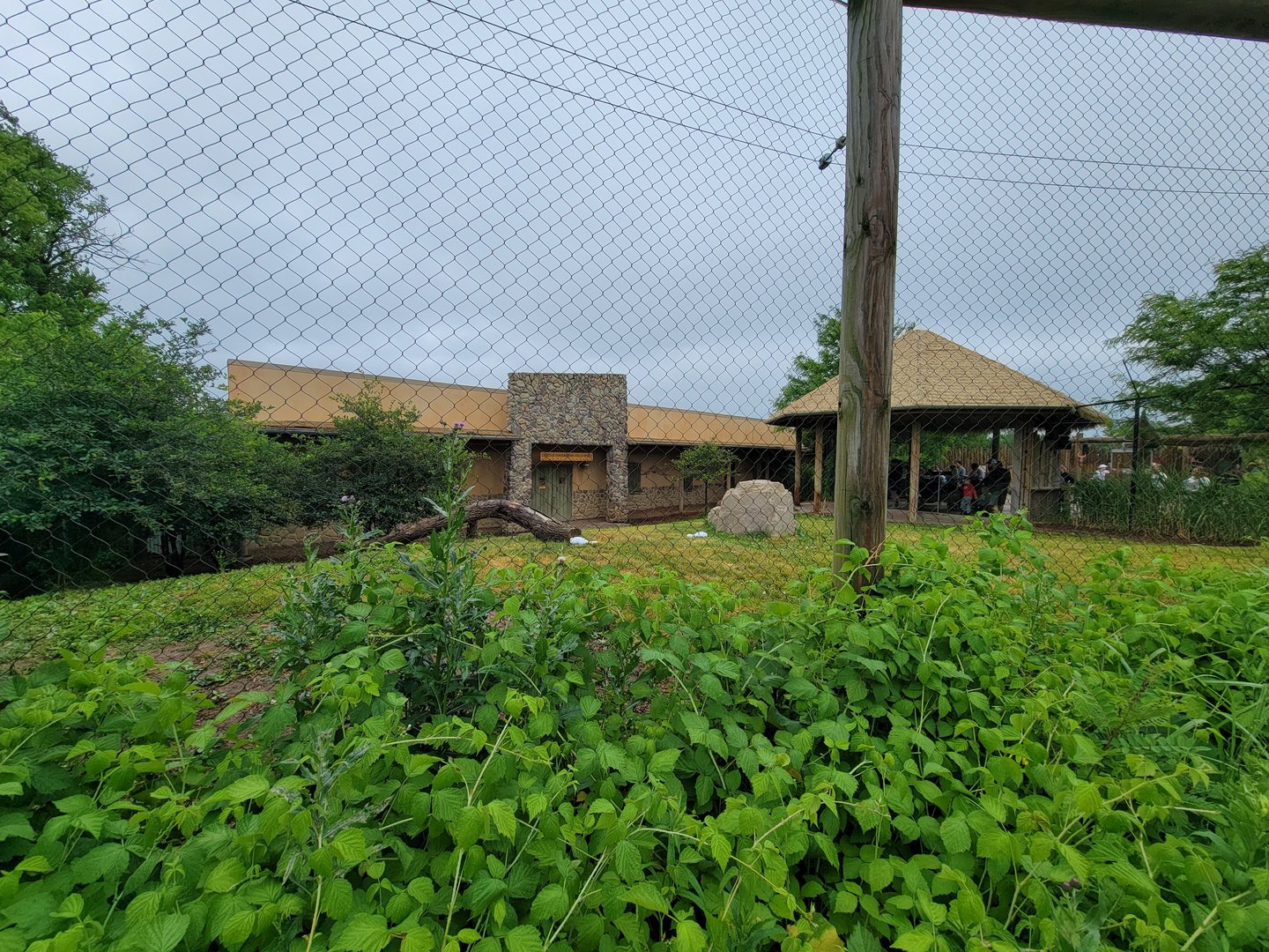 Columbus Zoo - Heart of Africa, Cheetahs