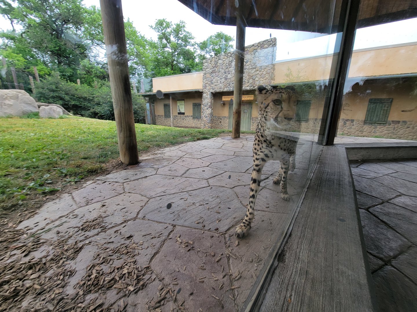 Columbus Zoo - Heart of Africa, Cheetahs