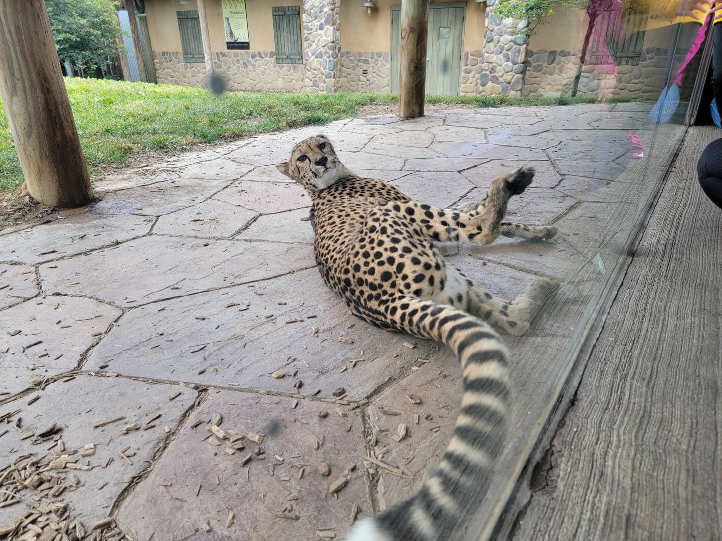 Columbus Zoo - Heart of Africa, Cheetahs