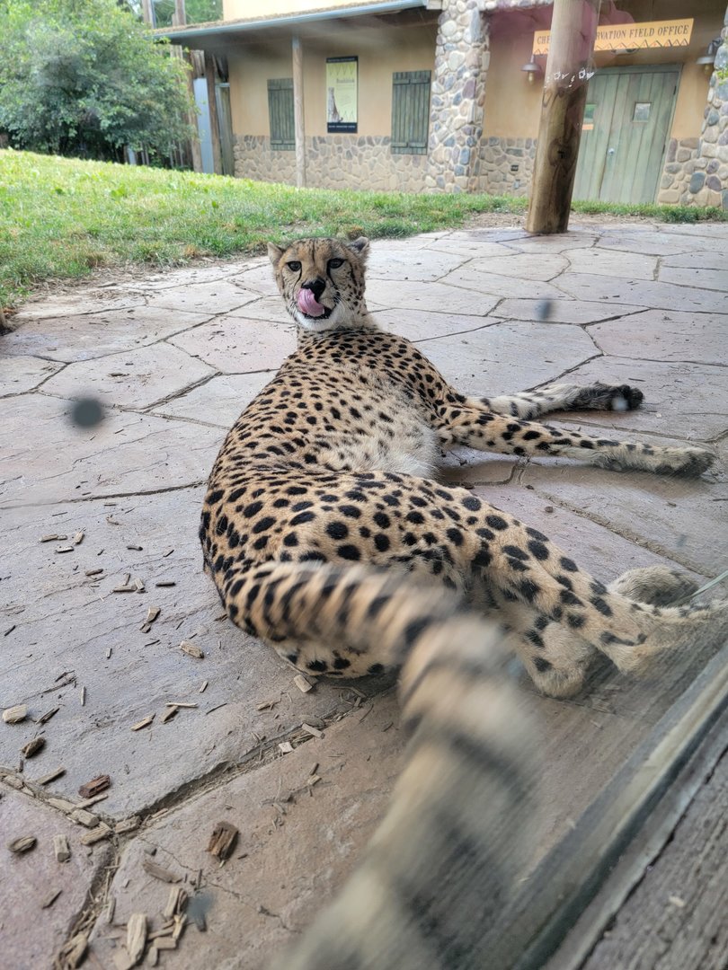 Columbus Zoo - Heart of Africa, Cheetahs