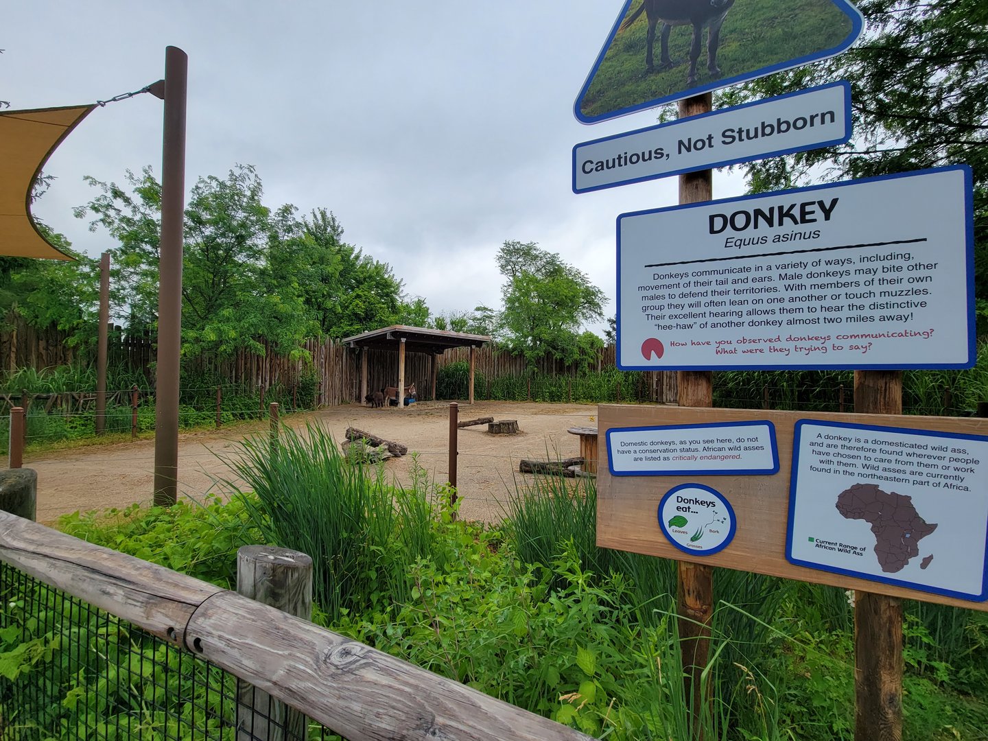 Columbus Zoo - Heart of Africa, donkeys