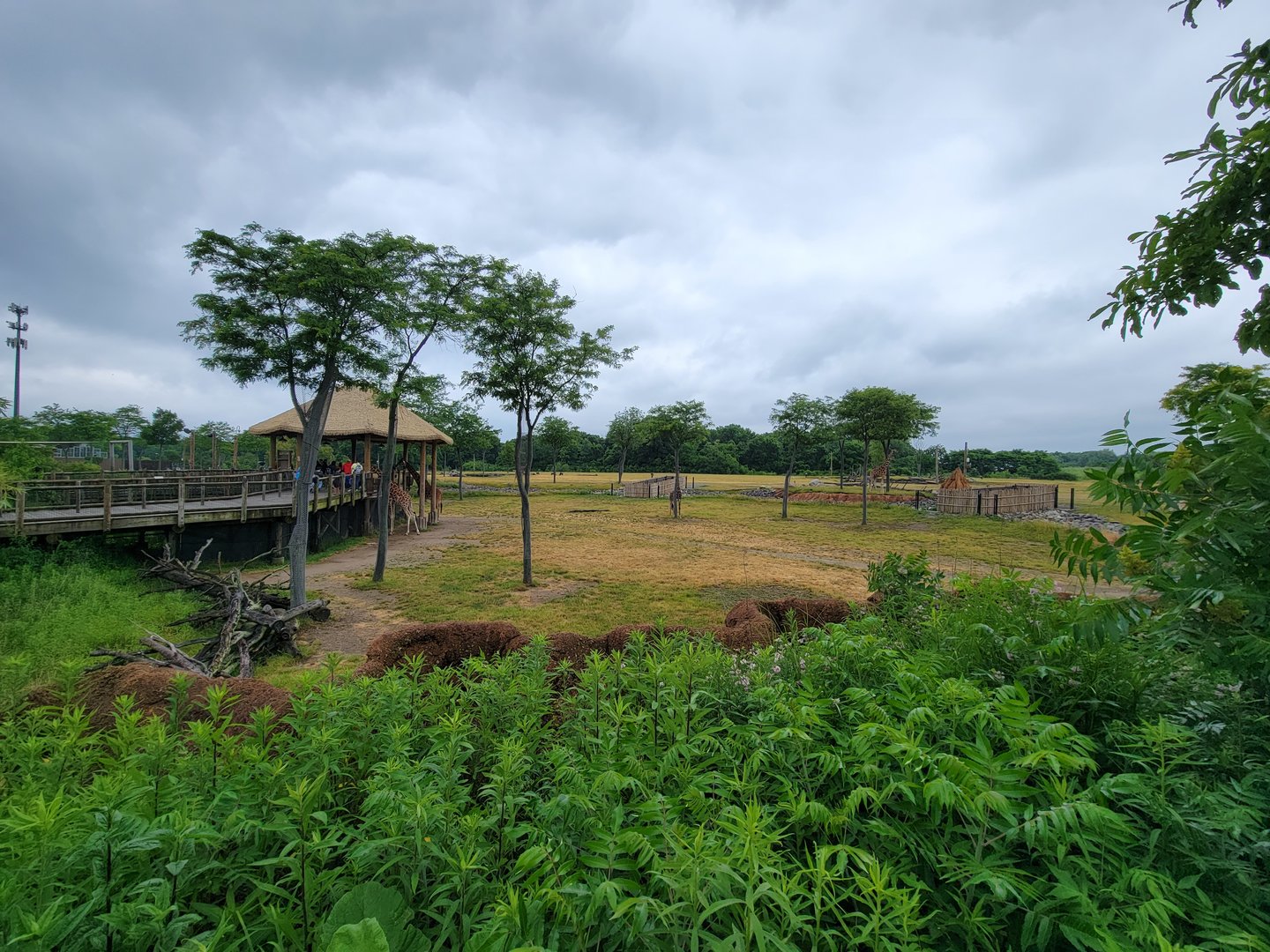 Columbus Zoo - Heart of Africa, Giraffe feeding