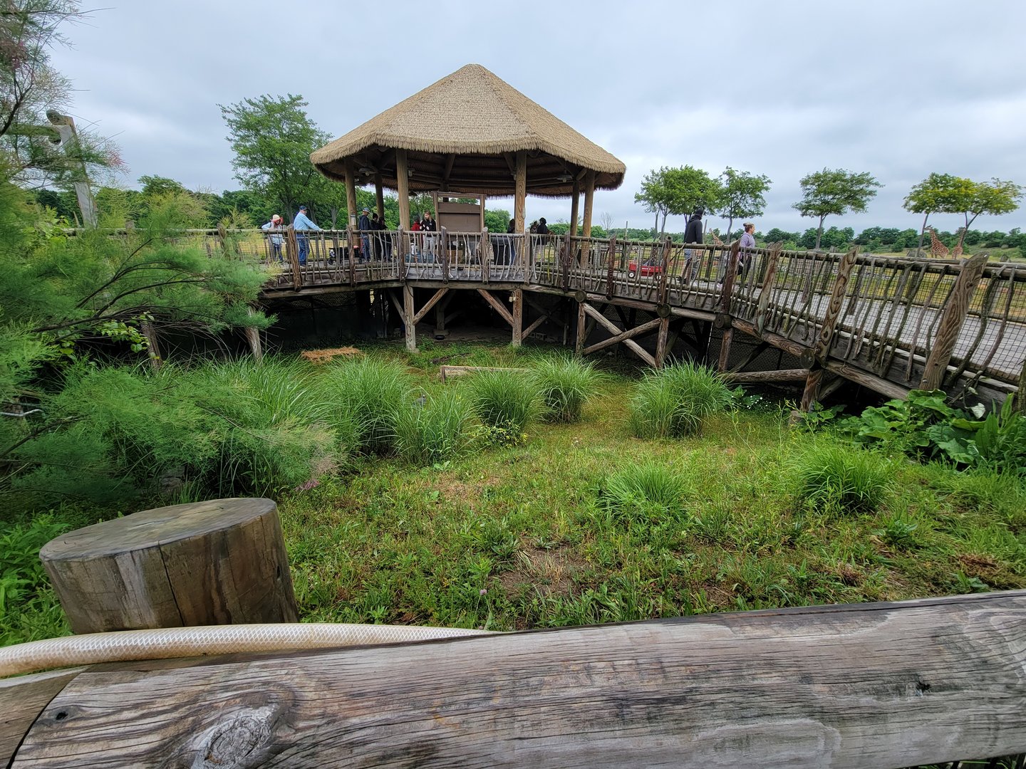 Columbus Zoo - Heart of Africa, Guineafowl