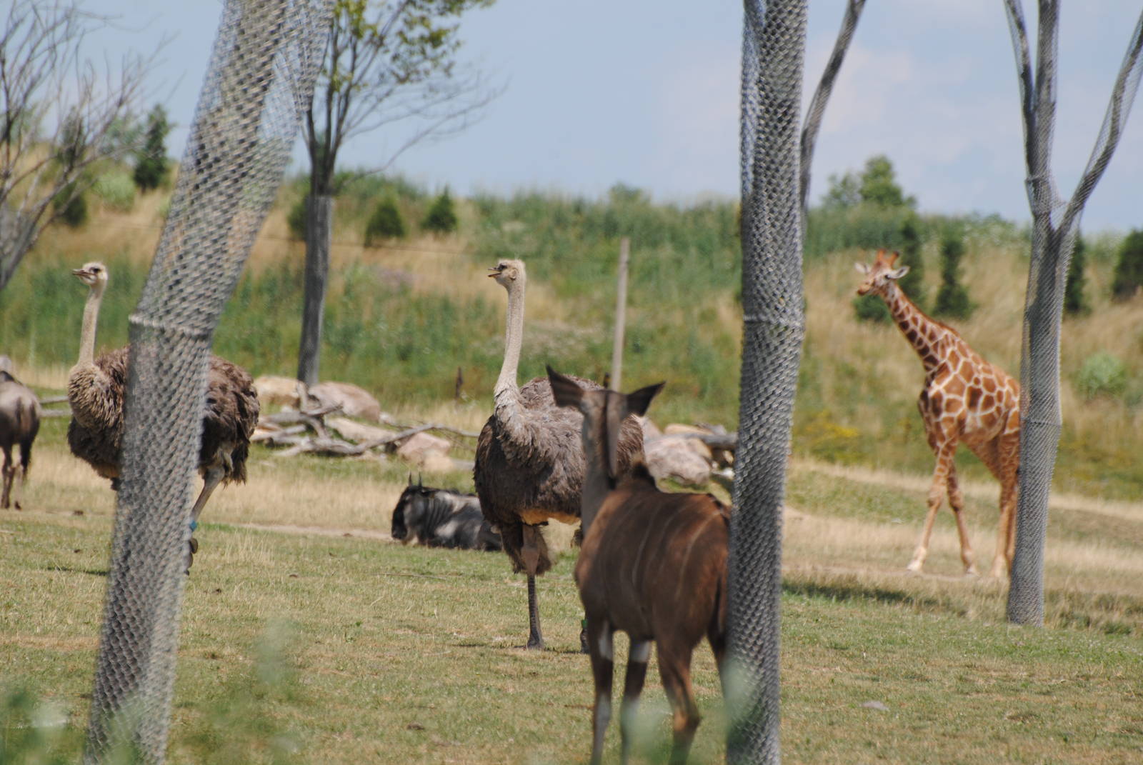 Columbus Zoo - Heart of Africa - July 16 2016