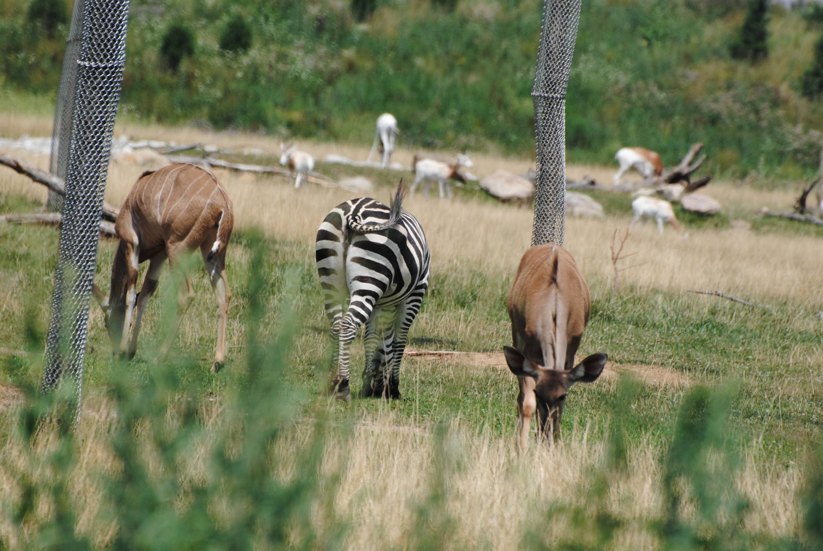 Columbus Zoo - Heart of Africa - July 16 2016