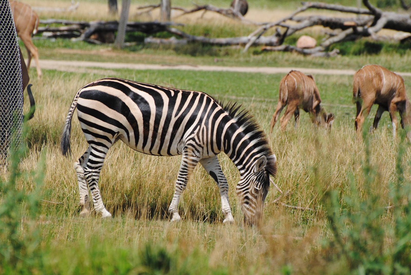 Columbus Zoo - Heart of Africa - July 16 2016