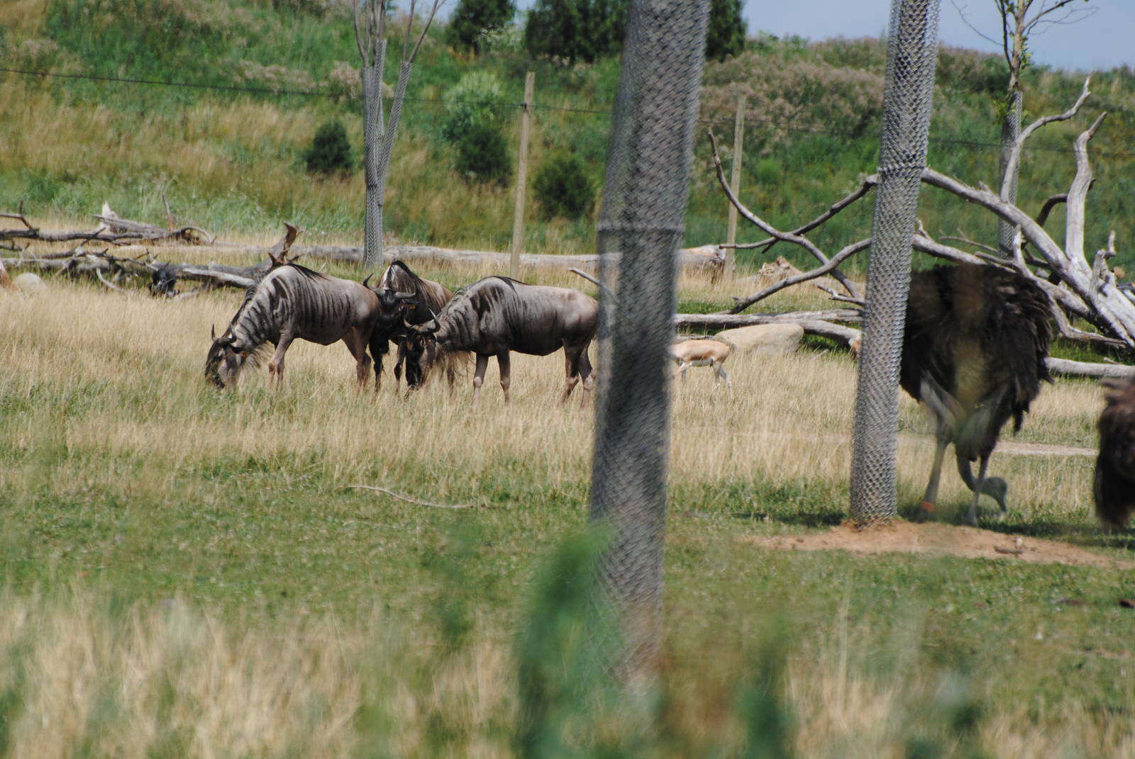 Columbus Zoo - Heart of Africa - July 16 2016