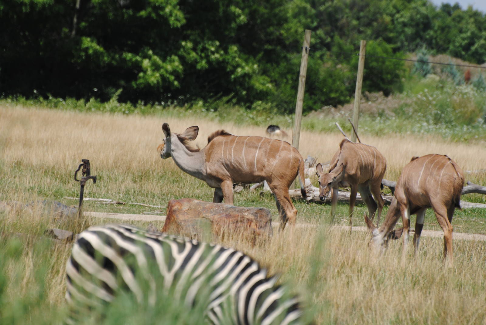 Columbus Zoo - Heart of Africa - July 16 2016