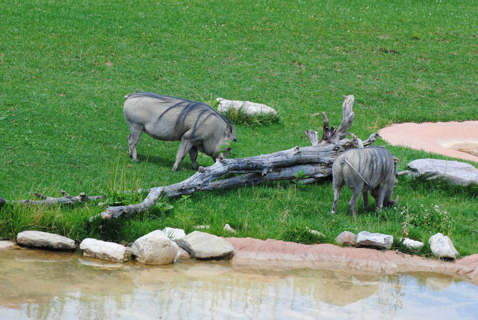 Columbus Zoo - Heart of Africa - July 16 2016