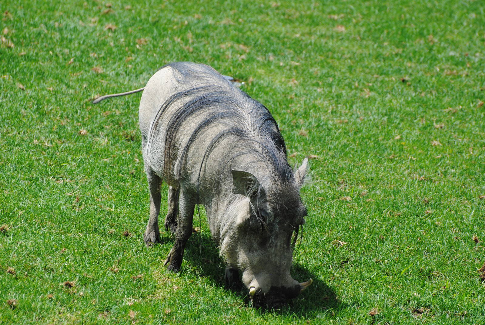 Columbus Zoo - Heart of Africa - July 16 2016