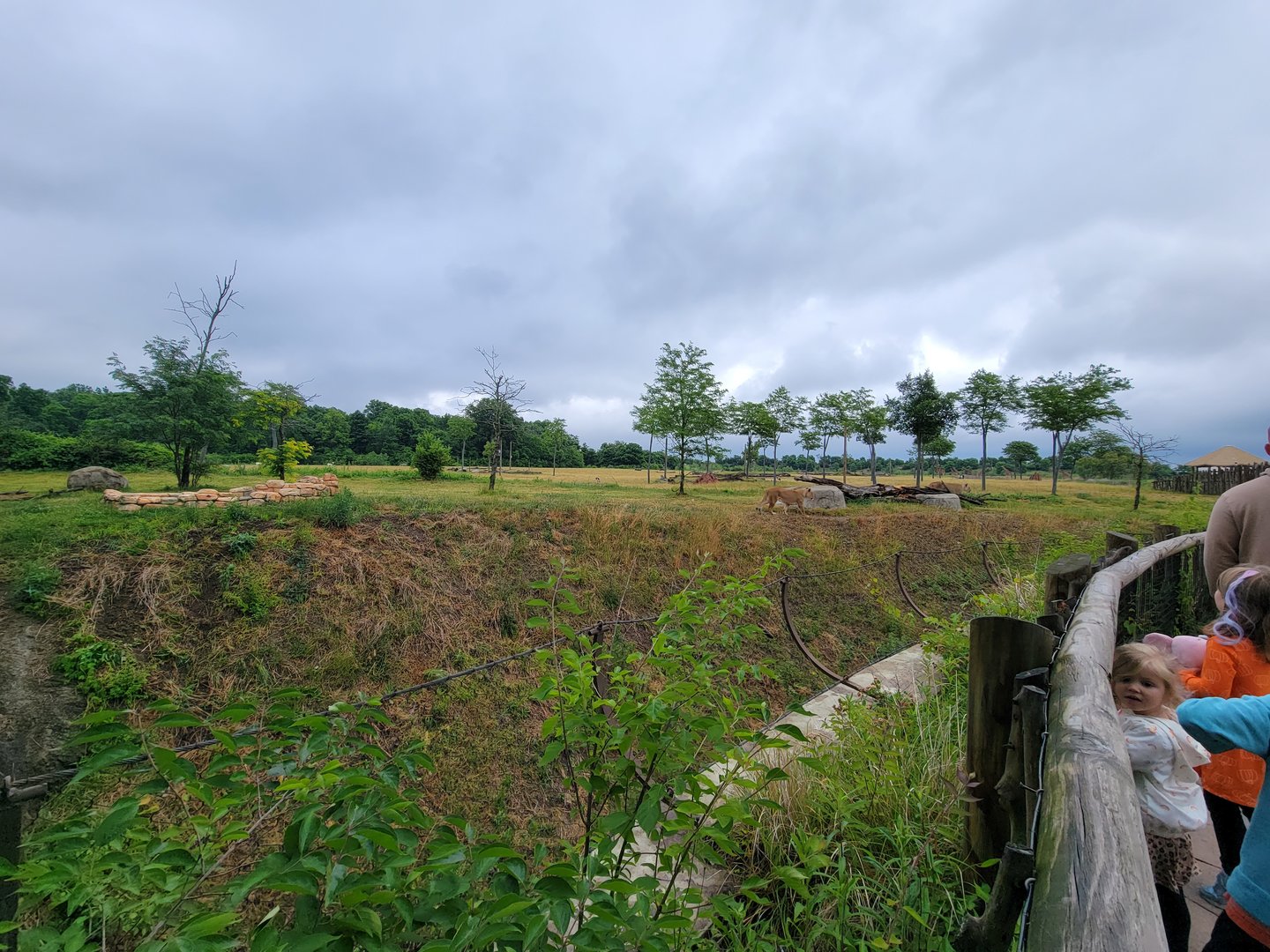 Columbus Zoo - Heart of Africa, lions (foreground) and ungulates (background)