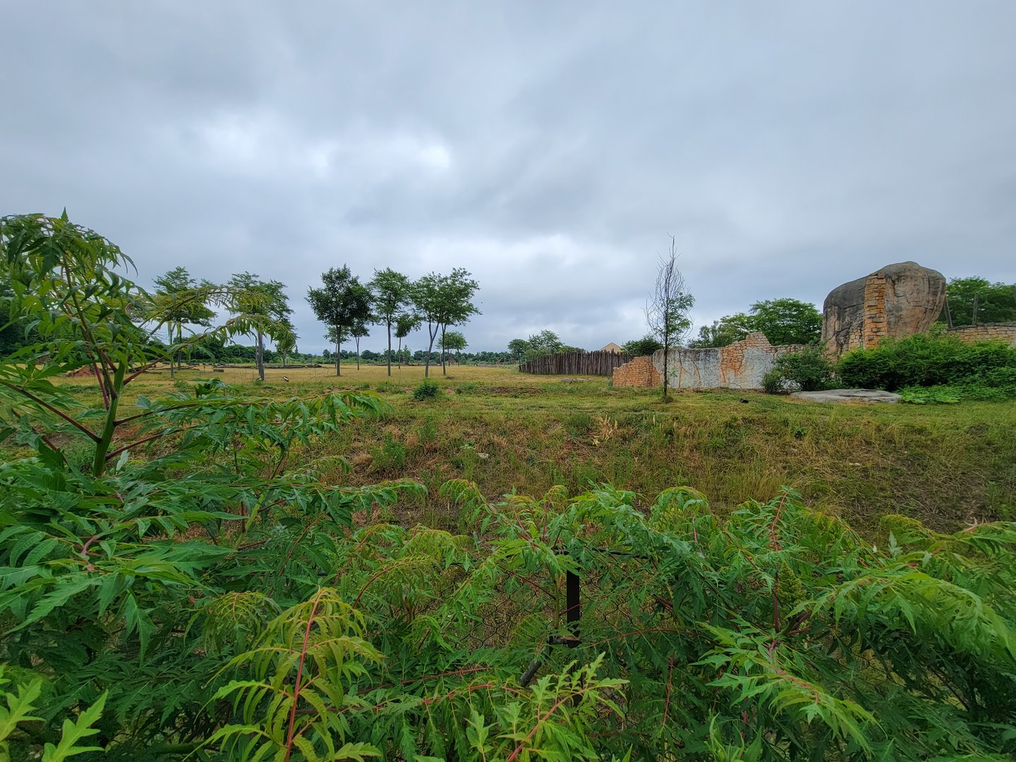 Columbus Zoo - Heart of Africa, lions (foreground) and ungulates (background)
