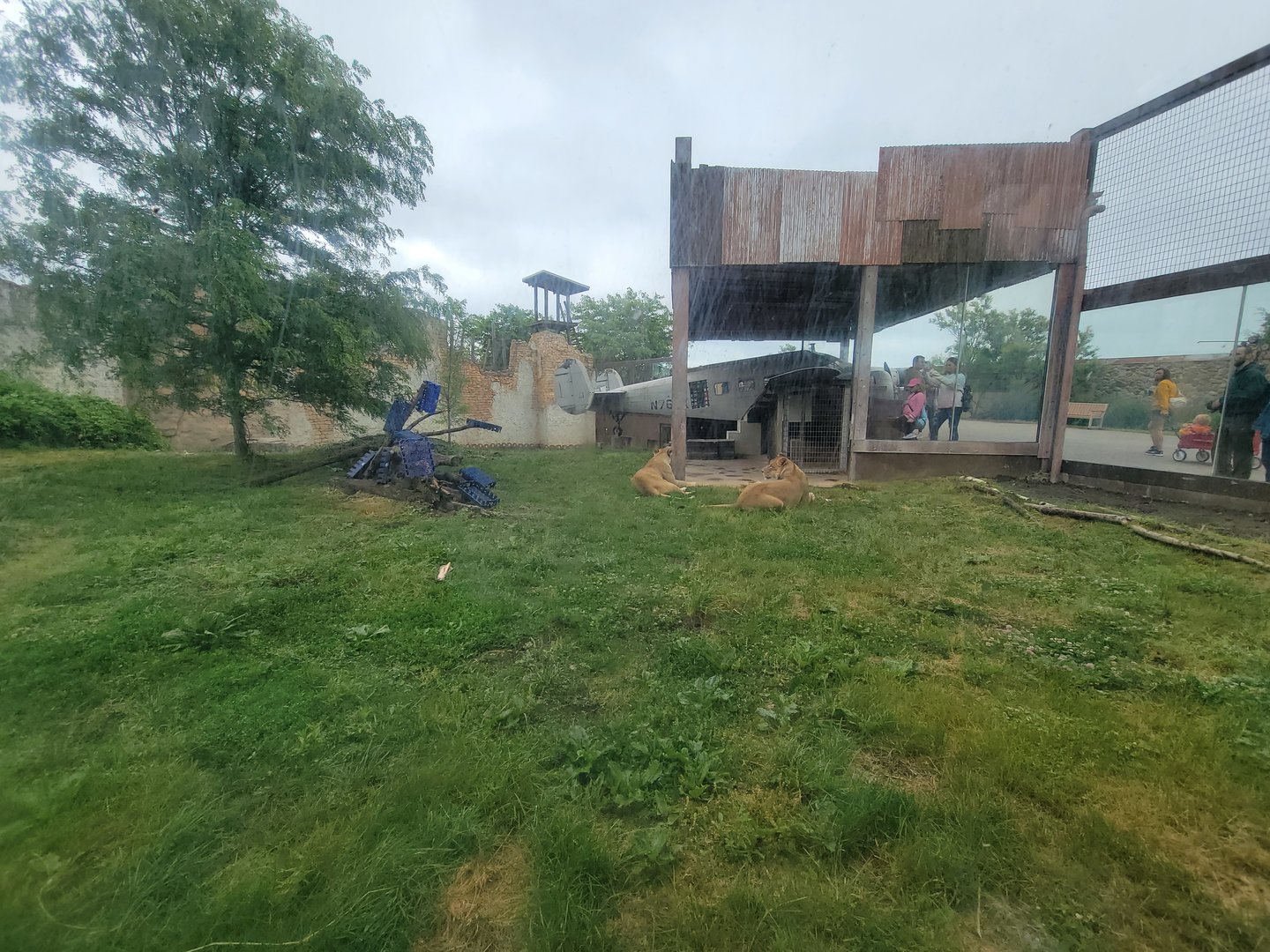 Columbus Zoo - Heart of Africa, Lions