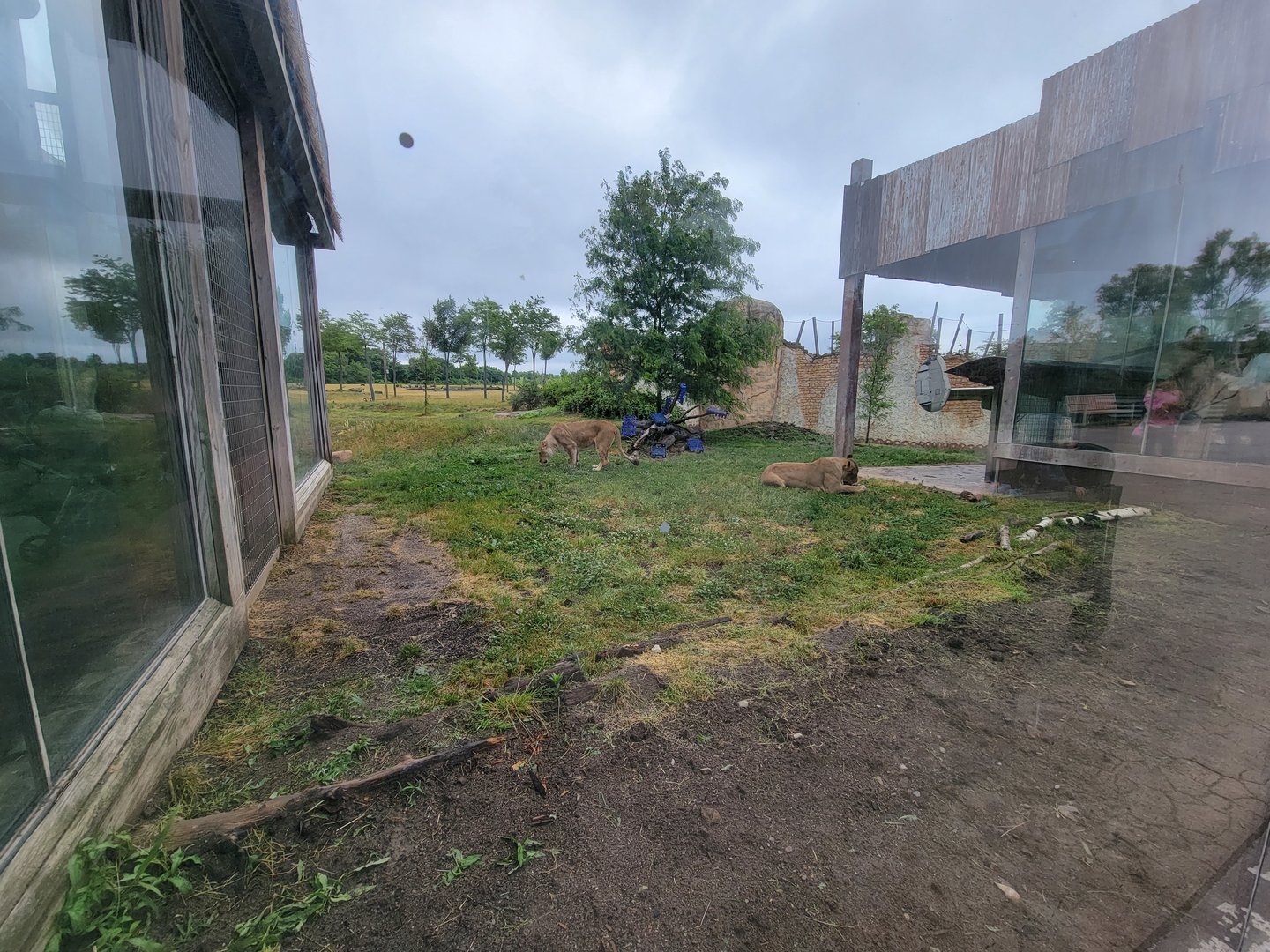 Columbus Zoo - Heart of Africa, Lions