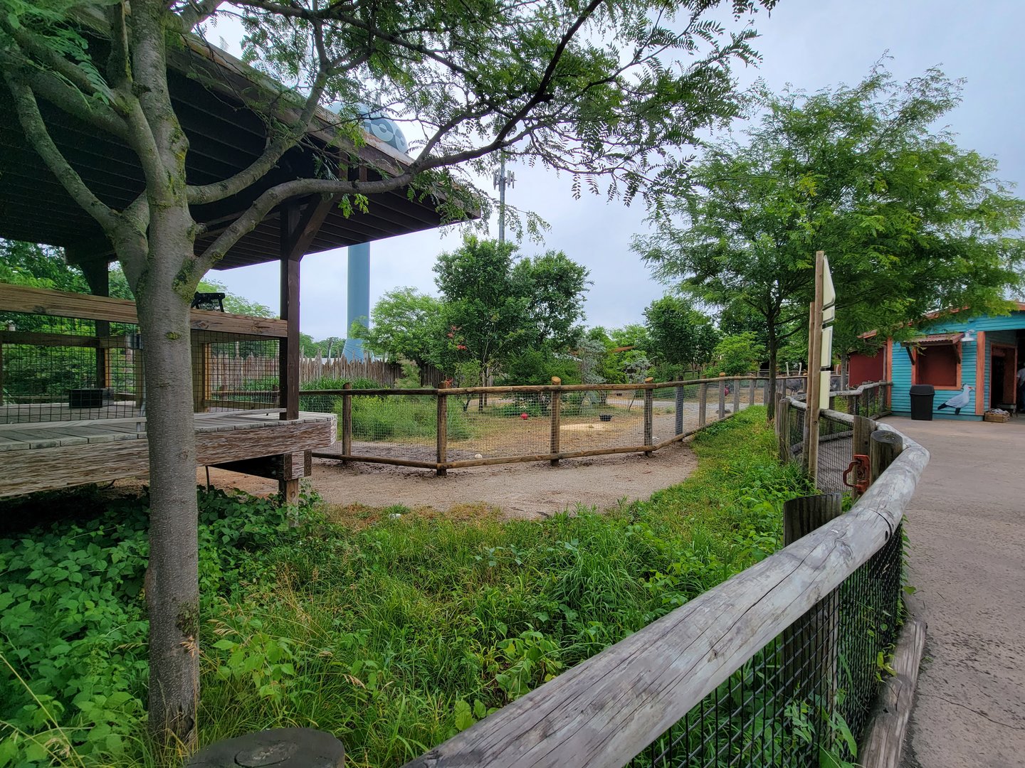 Columbus Zoo - Heart of Africa, ostriches