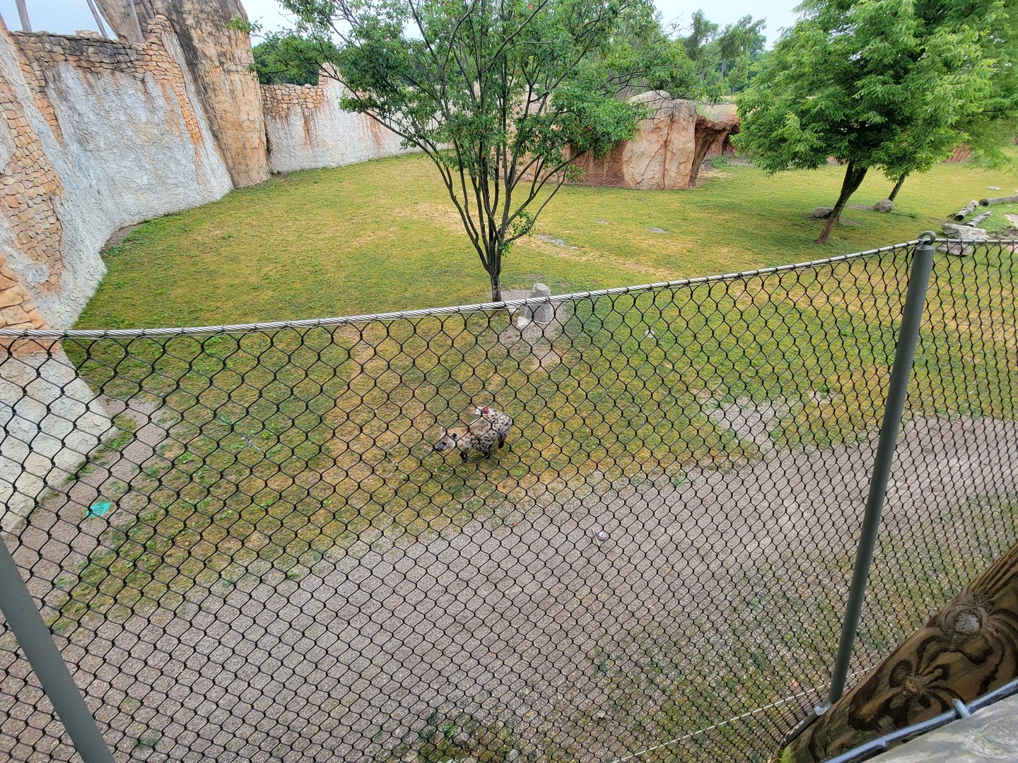 Columbus Zoo - Heart of Africa, Rotational watering hole, spotted hyenas out