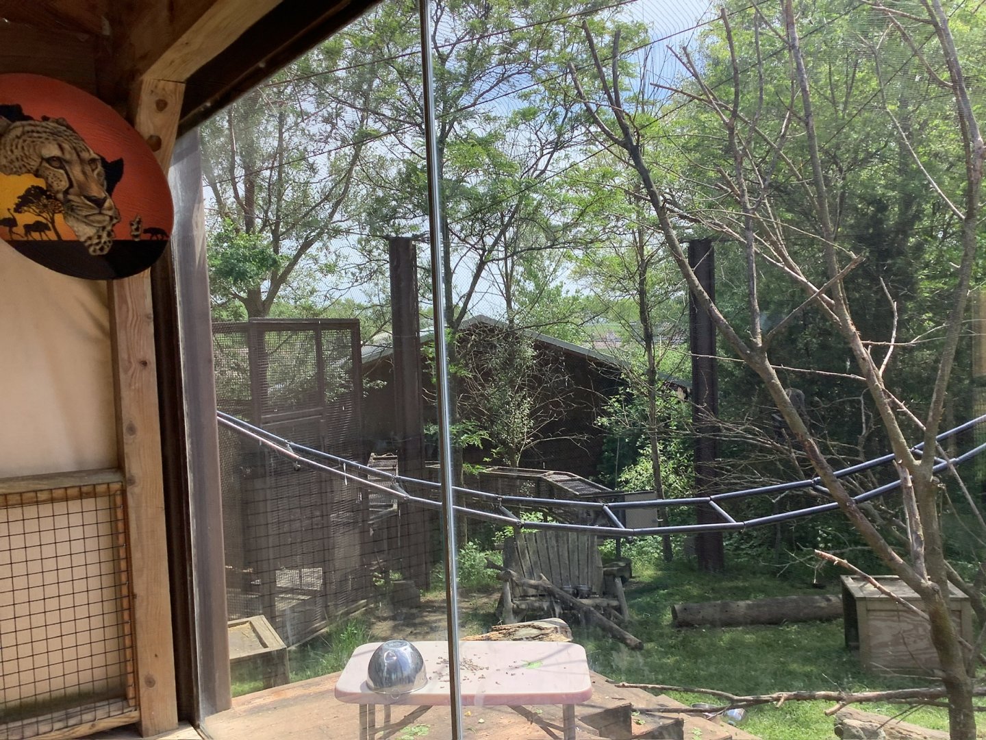 Columbus Zoo - Heart of Africa - Vervet Monkey exhibit