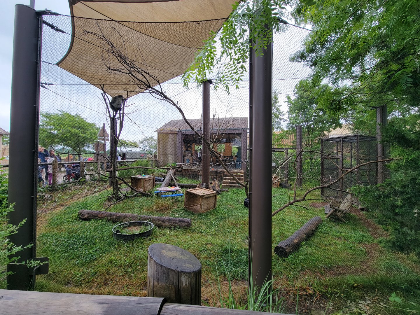 Columbus Zoo - Heart of Africa, Vervet monkeys
