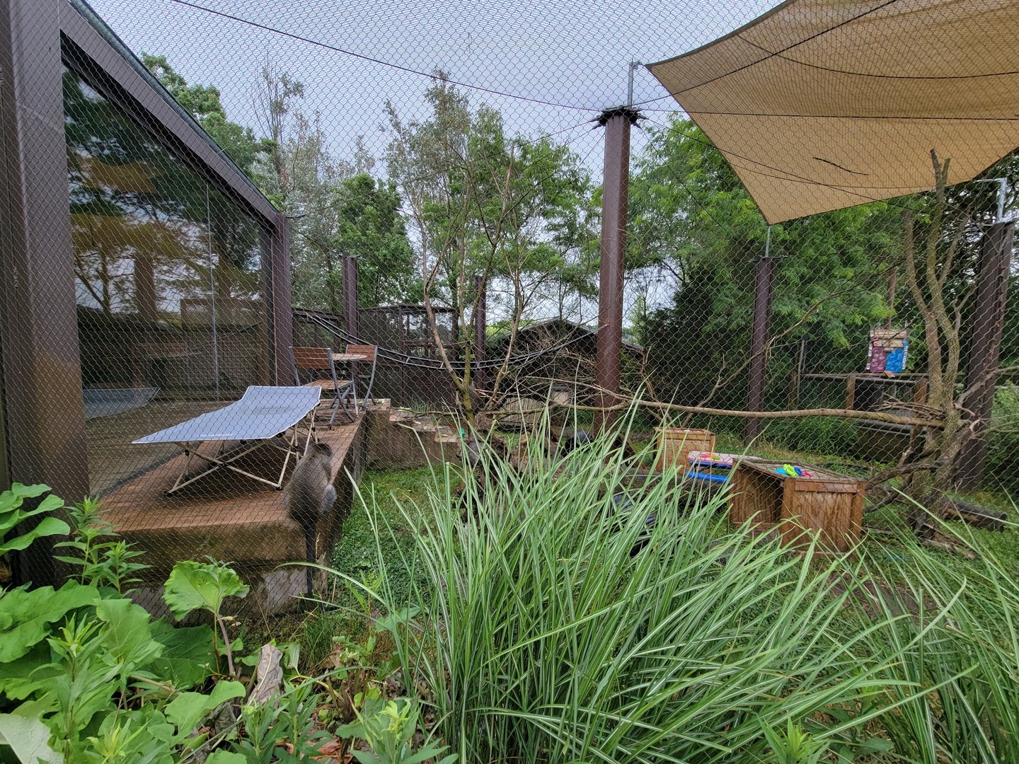 Columbus Zoo - Heart of Africa, Vervet monkeys