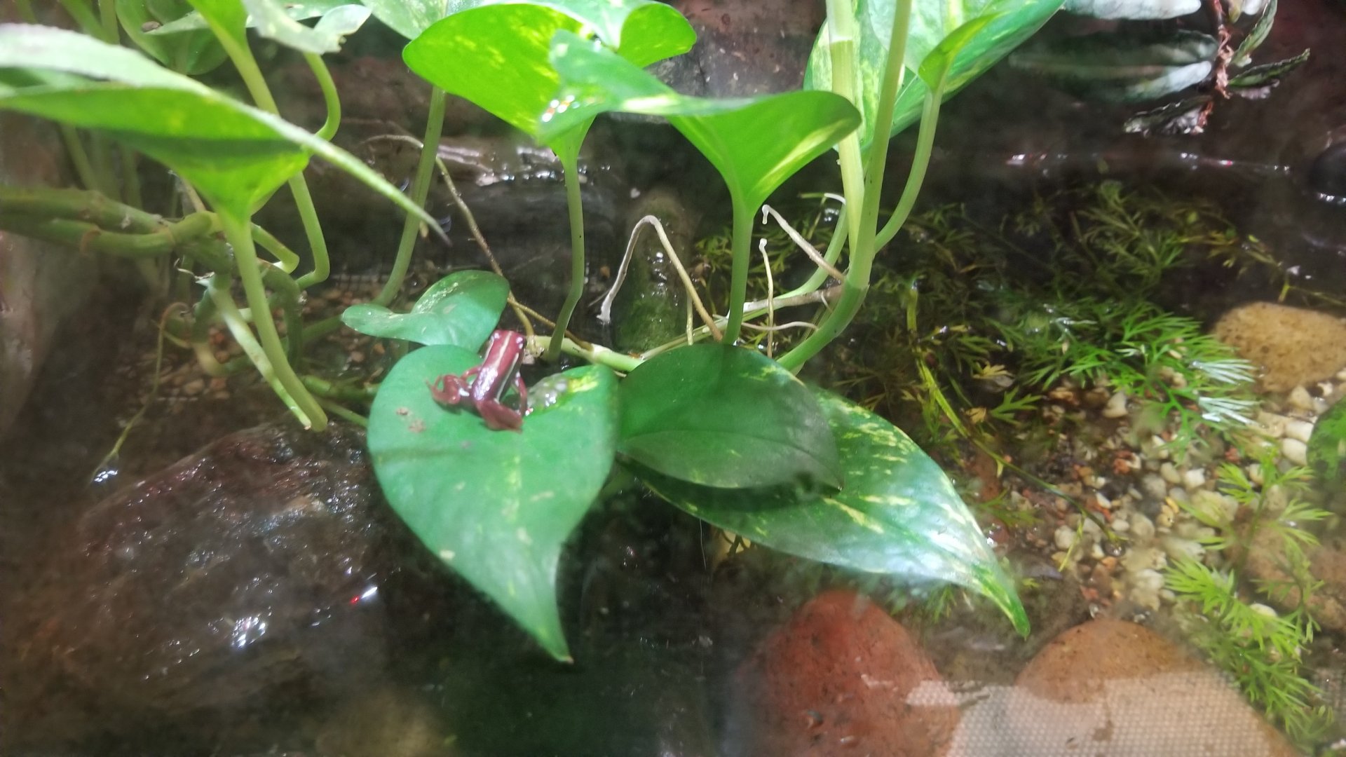Columbus Zoo - Herp building - Anthony's poison arrow frog