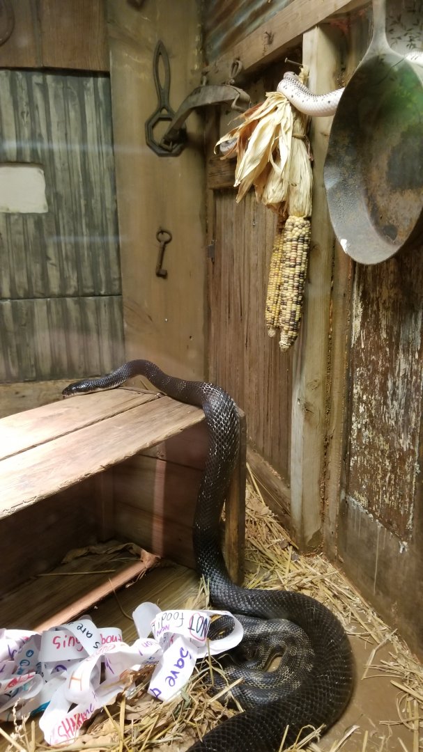 Columbus Zoo - Herp building - Black ratsnakes (3)