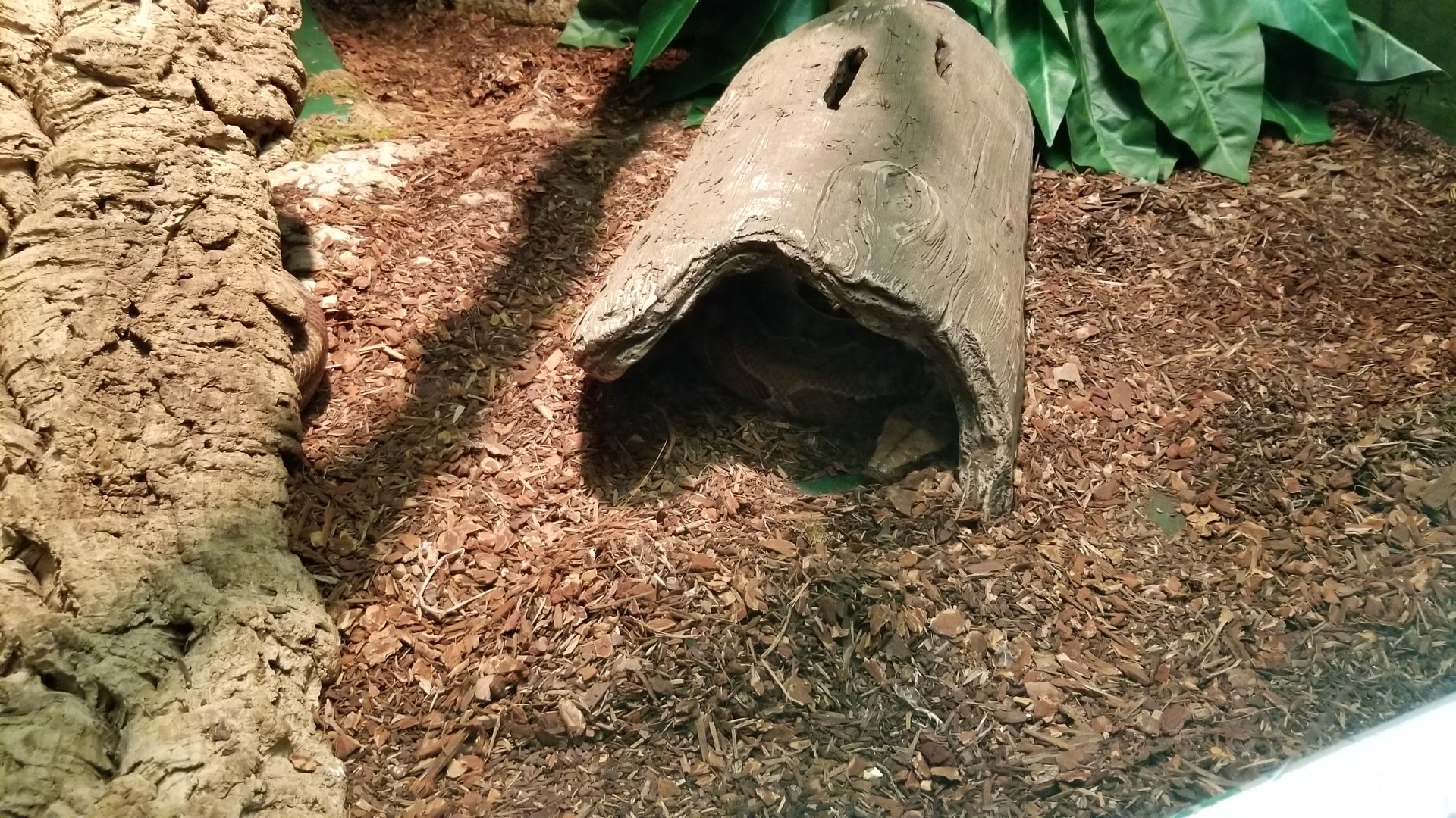 Columbus Zoo - Herp building - Blood python
