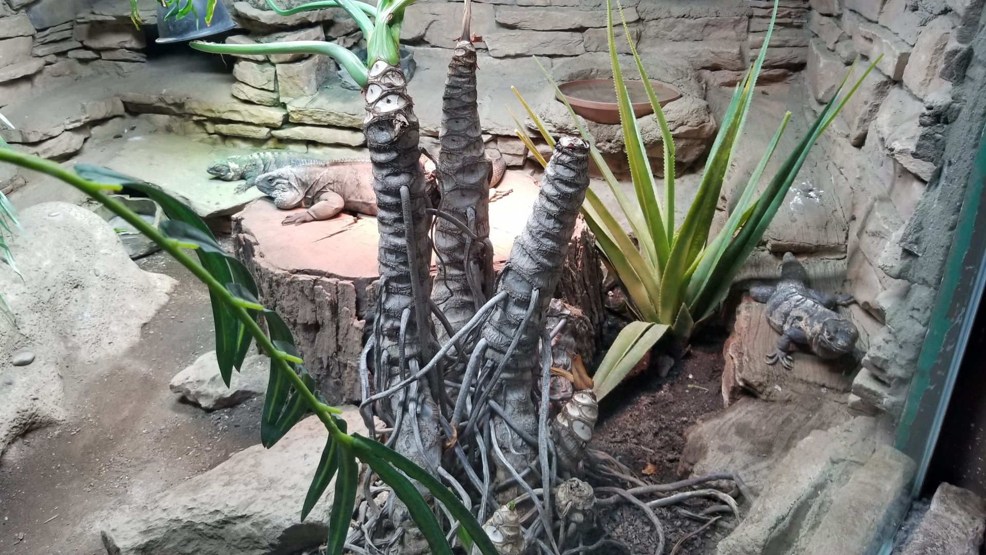 Columbus Zoo - Herp building - Blue iguana, spiny-tailed iguana