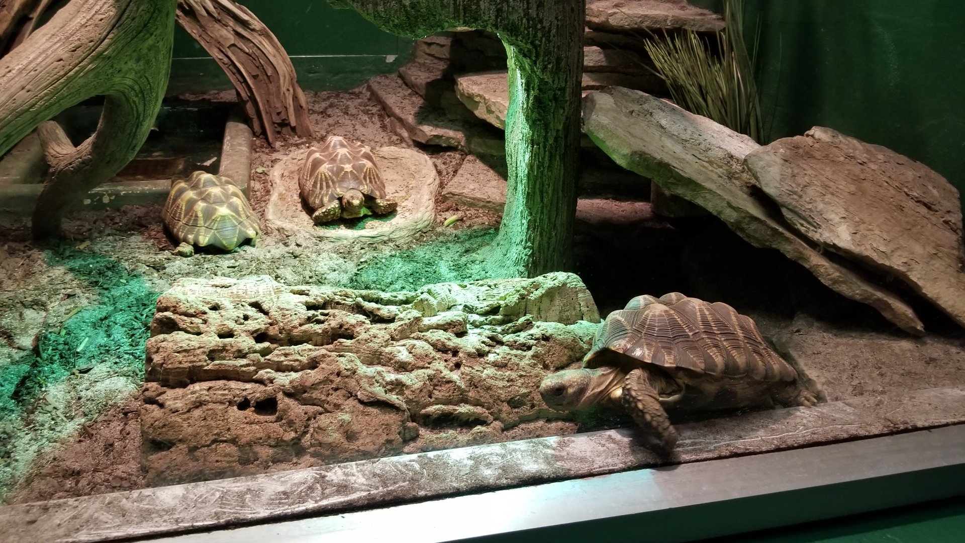 Columbus Zoo - Herp building - Burmese star tortoises