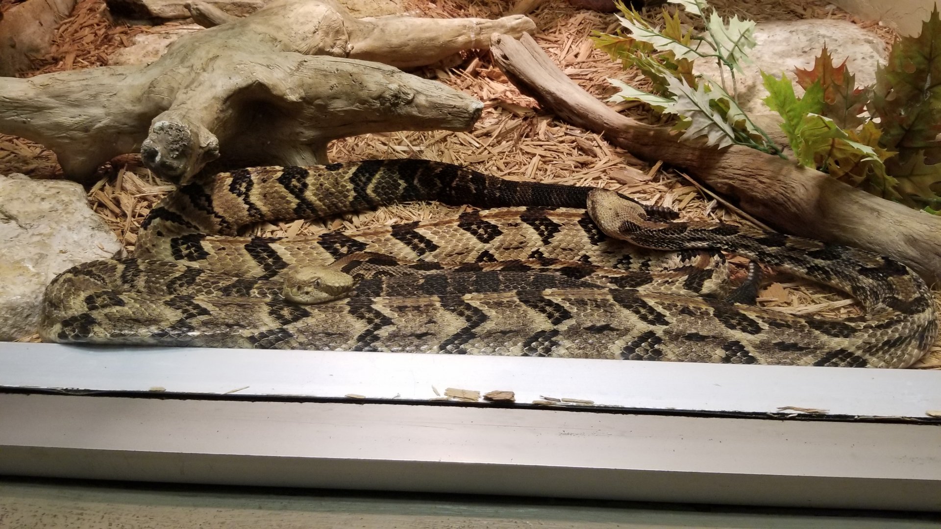 Columbus Zoo - Herp building - Canebrake rattlesnakes