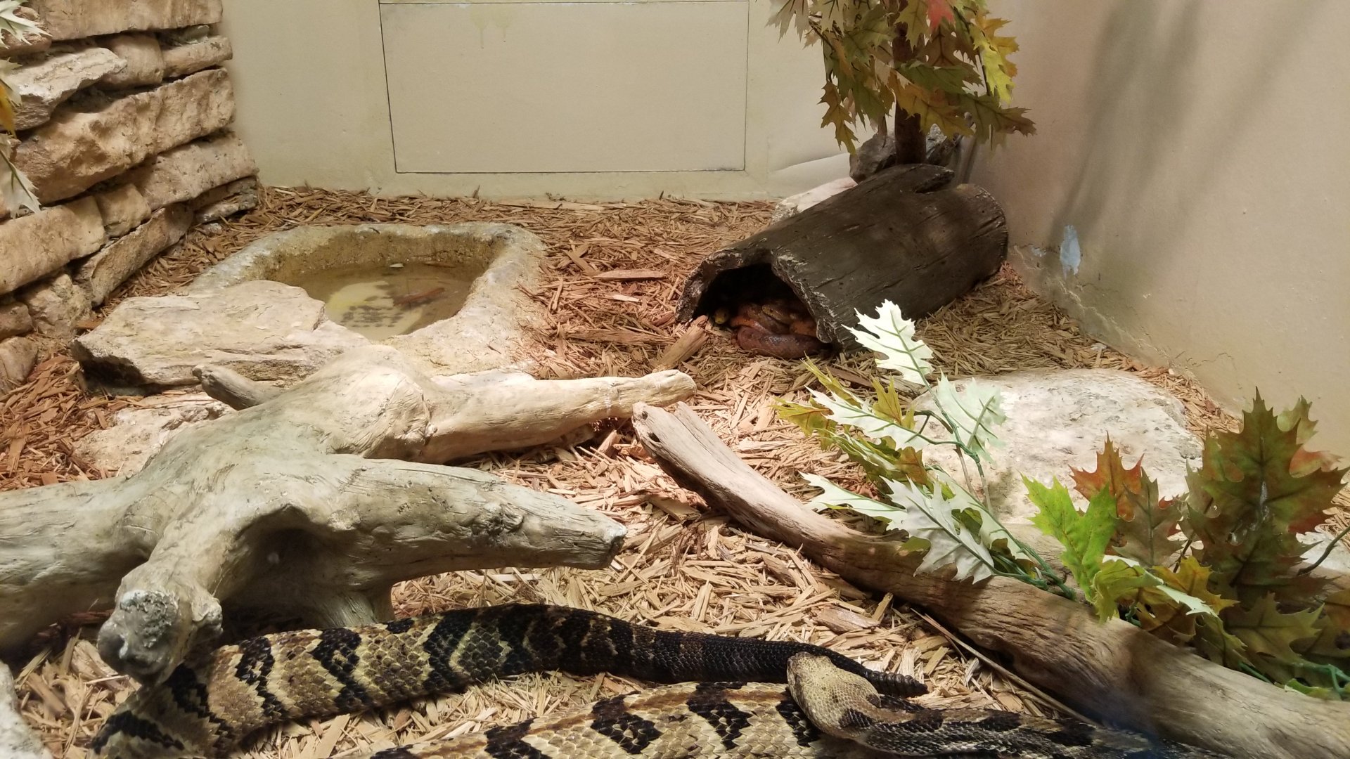 Columbus Zoo - Herp building - Canebrakes, corn snakes